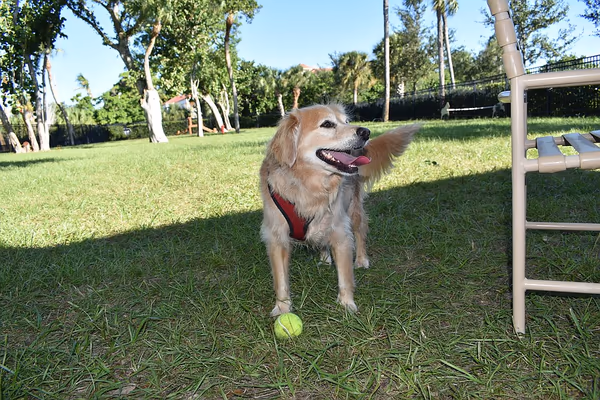 Dog Park at Bayfront Park photo 2
